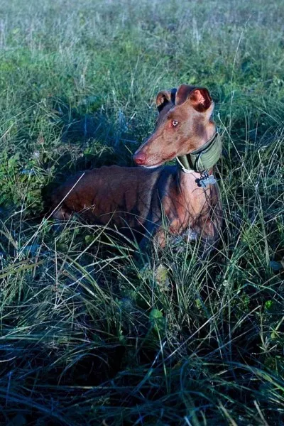 12278747 921662667917589 8248579102381251264 n