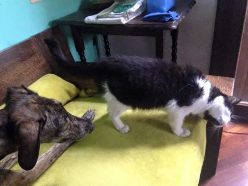 12278817 920381364712386 2816899303170074258 n