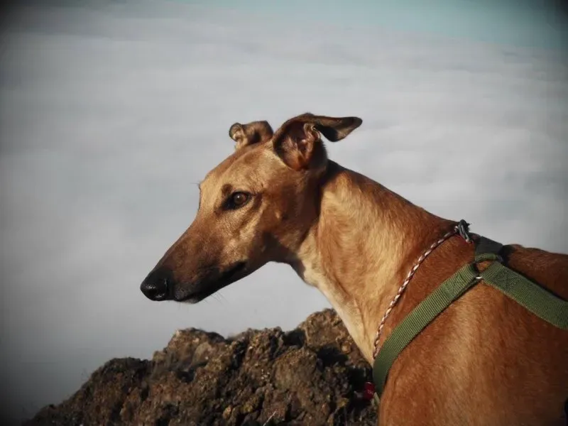 12299239 921649497918906 7912760514668610519 n