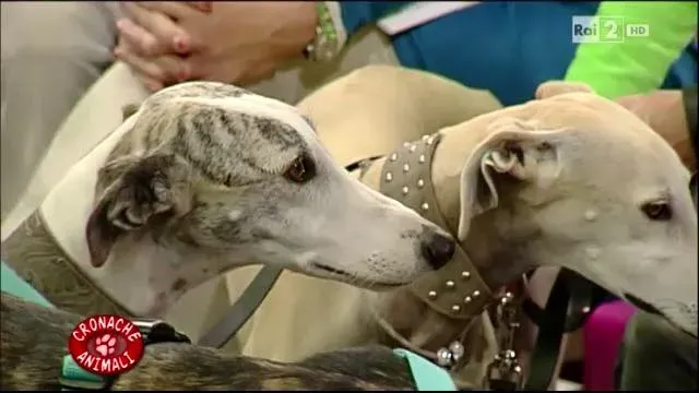 12301523 10206250904803948 4467080281917151751 n