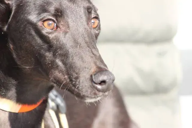 12310645 929739247109931 1276410826058969851 n