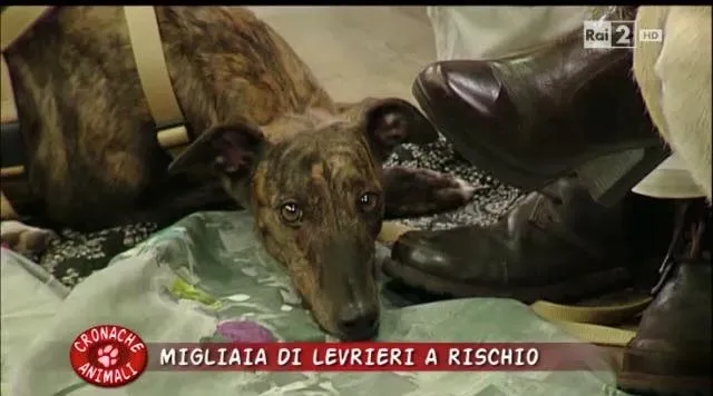 12313595 10206250903363912 6842058698265784748 n