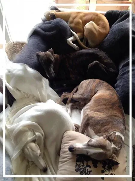 12316668 924301627653693 57610644953670302 n