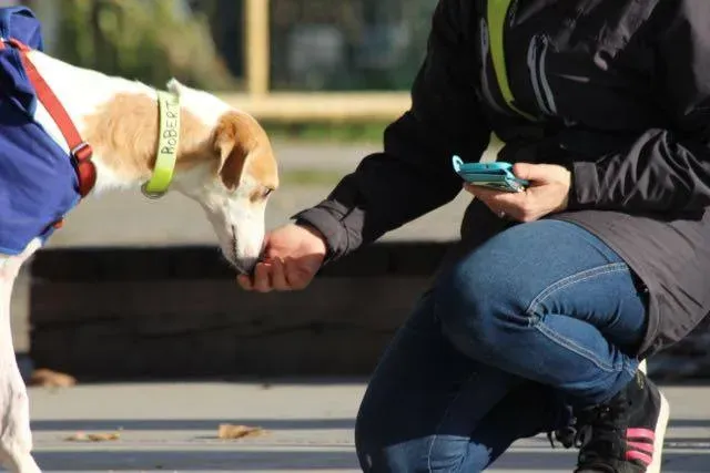 12321608 929738650443324 588257005184903747 n