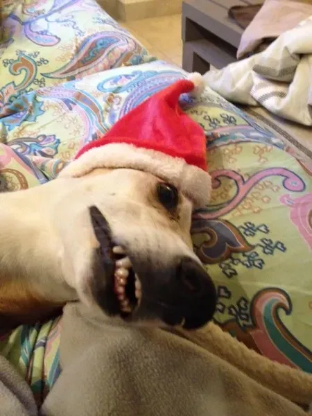 12341090 10206395042367566 1509417431621492202 n