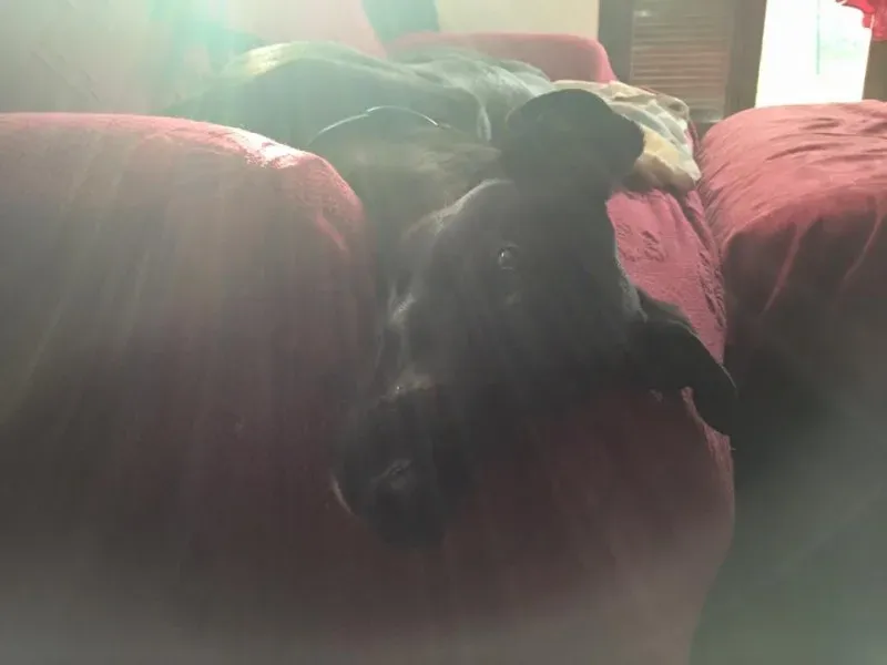 12341502 10208452894503961 5347411081003923504 n