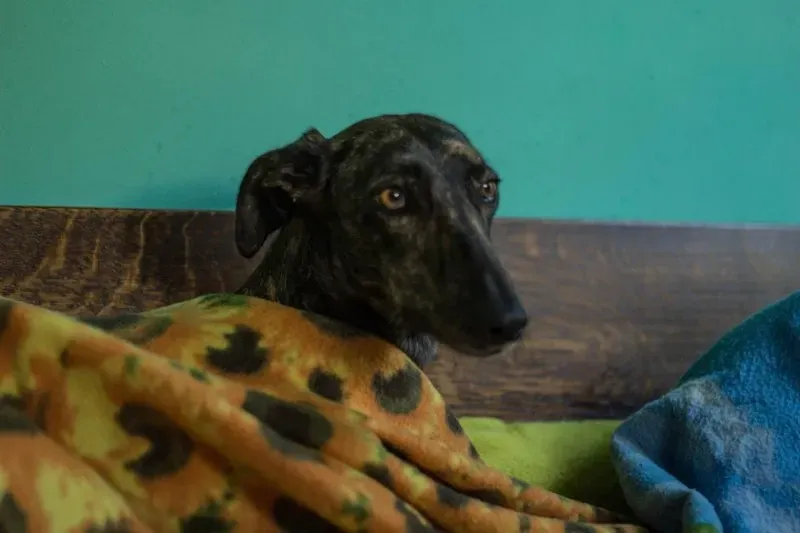 12341532 10207340481897660 5580332789877500481 n