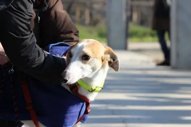 12342322 929738757109980 5914378149755992861 n