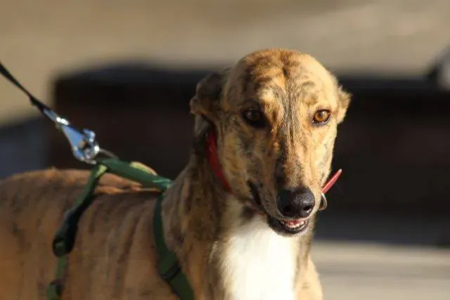 12345411 929739337109922 2940818160986623360 n