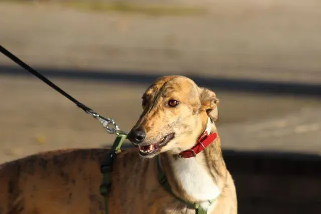 12345650 929739287109927 4262195476847201711 n