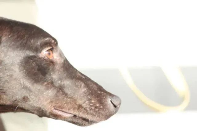 12347746 929739277109928 513454569541841446 n