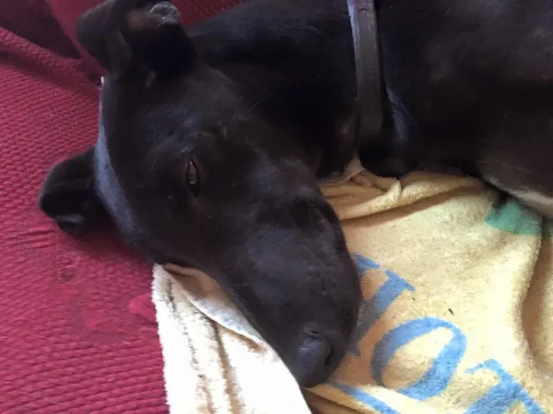 12347830 10208448074143455 253083031176621580 n