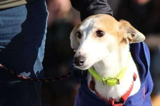 12347944 929738740443315 4893925864802296440 n