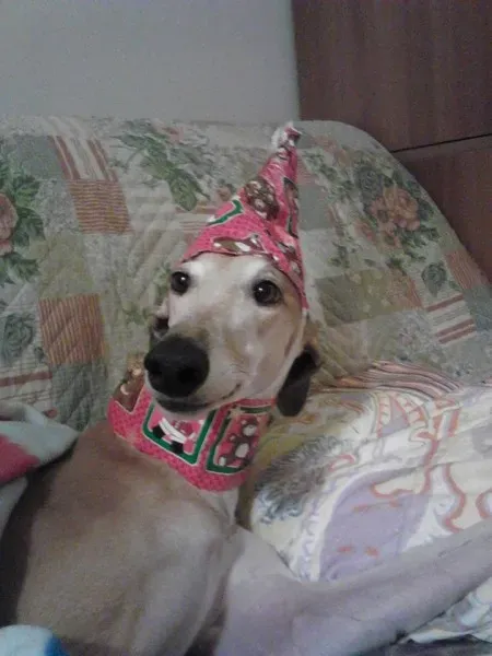 12359912 807822372662488 6999731455312634164 n