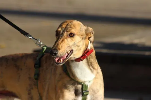 12360042 929739300443259 2822074456123223108 n