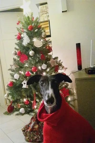 12366425 10208340119561072 1180260941766180788 n