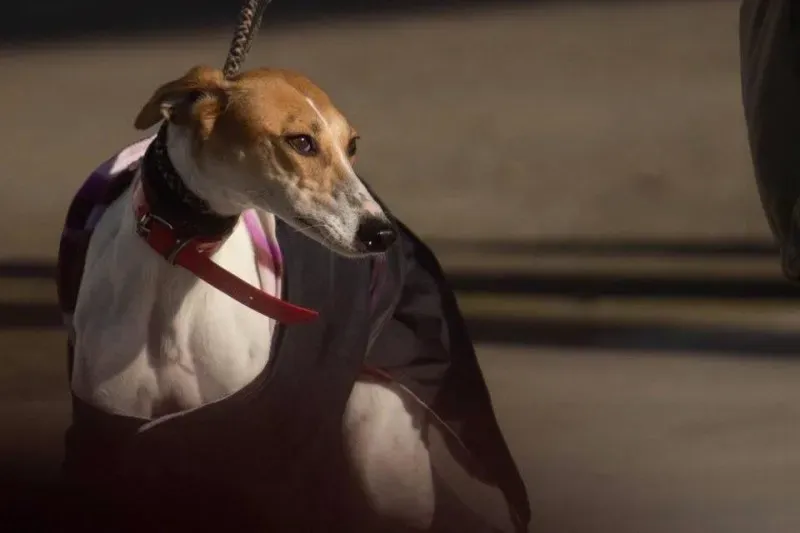 12369029 931799656903890 2830854637226852561 n