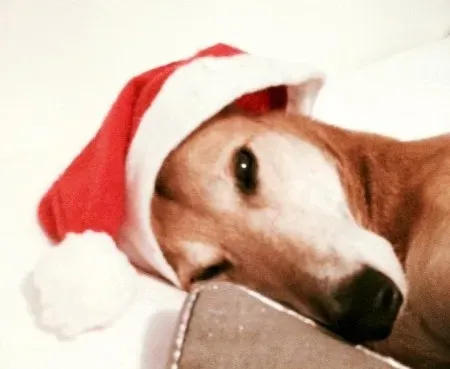 12373358 540419989462384 4641812207520773658 n e1451323058801