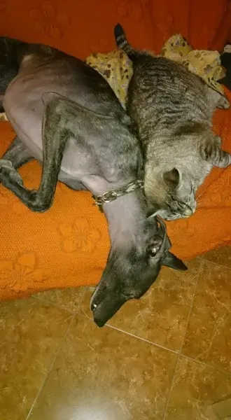 12373444 967291270003238 8232468116447192754 n