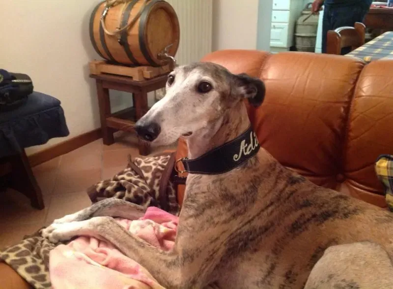 12376702 10206770018221787 8506074366323587313 n