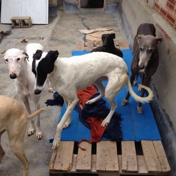 12380437 10207881750355451 506618552 n