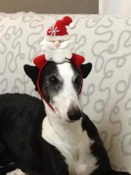 12390964 10205380892585077 5288692849547768372 n