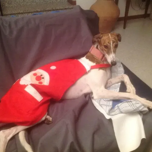 12391287 1536080863378135 3048402860481603874 n