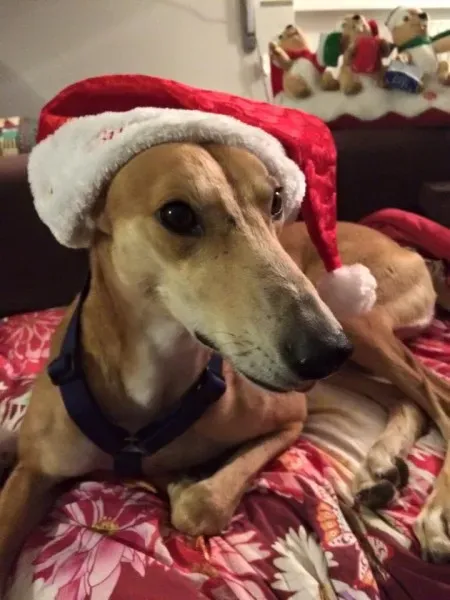 12391312 10207220190682003 8097424020521274914 n