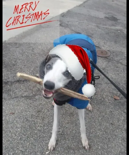 12391330 1679851868921877 5922153038626754522 n