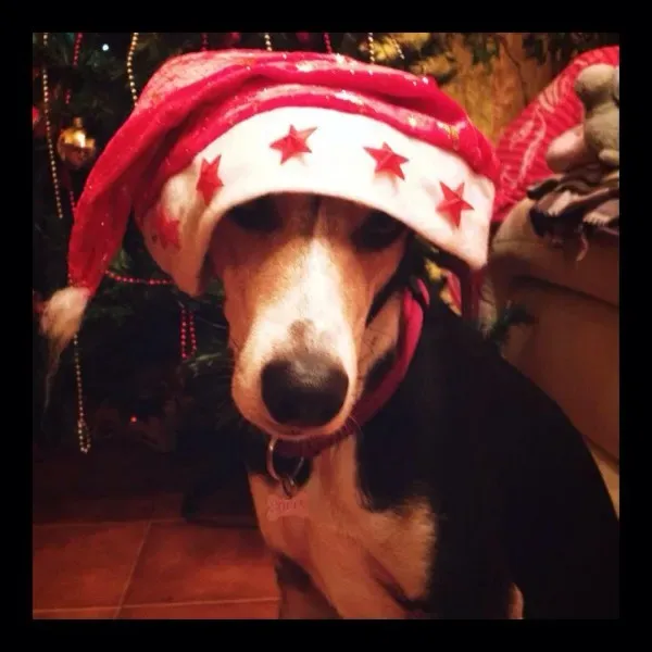 12391423 10208238096778424 7838394805601455306 n