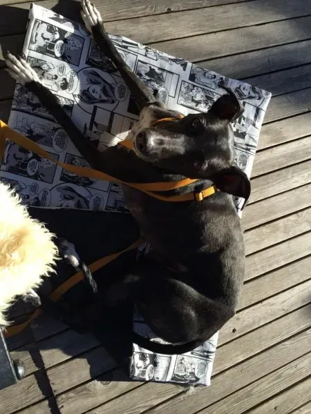 12391774 10207783214635269 1134551026581158031 n