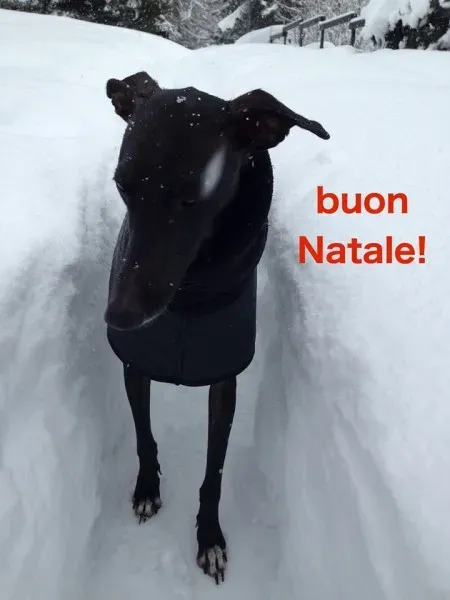 12391945 207413589599550 1809144852324992912 n