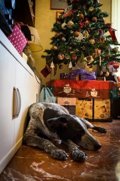 12391968 10208070092181304 2835075243542154498 n