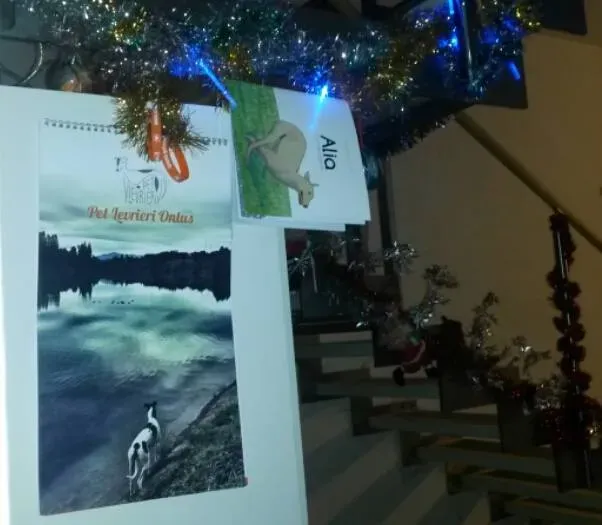 12395224 1023620430991671 241462720 n