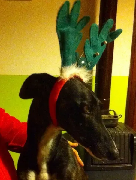 12395344 10201265568996959 1614316476 n