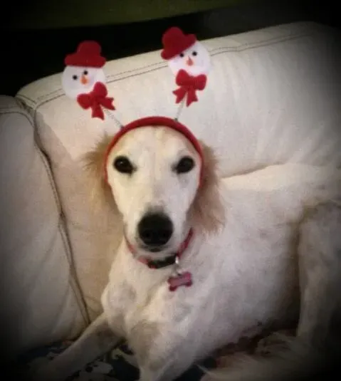 12399114 1023613047659076 606699852 n