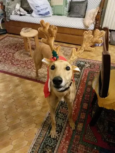 12399509 10206511312639316 1325844450 n