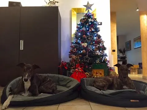 12400954 10206990335151130 4231793246450398873 n