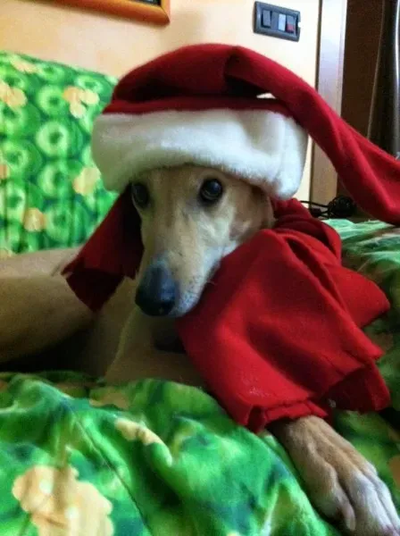 12410513 10205220215806949 2223255686188517529 n