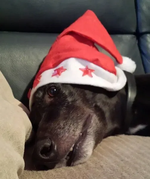 12413855 611306055694254 1293790424 o