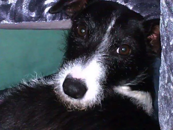 12418050 1701366160146010 914245893990180650 n