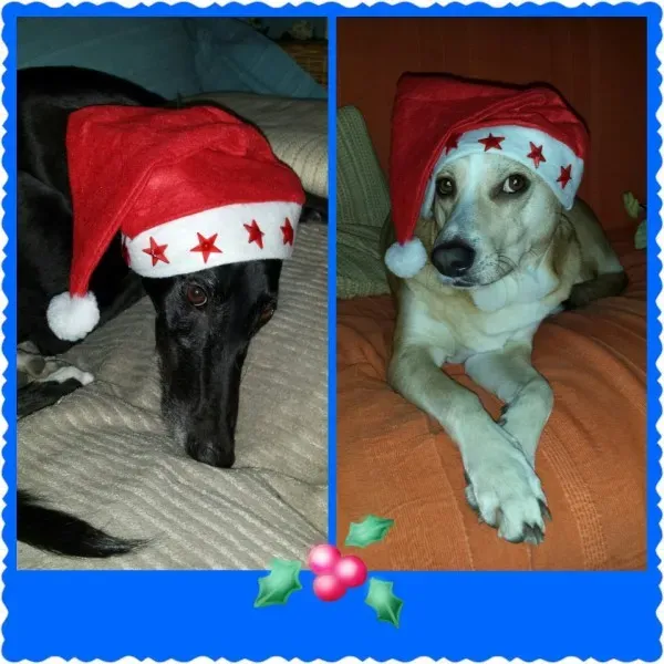 12431562 613050918853101 289699293 n