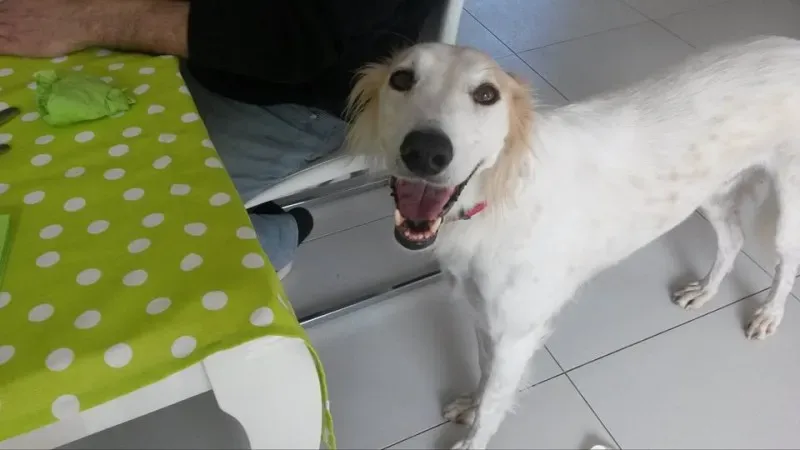 12443085 1072683582752022 1153165679 n