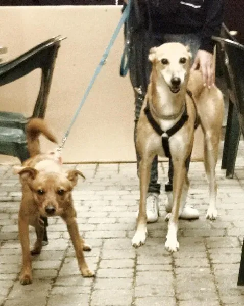 12512360 575319602639089 6374978431668284218 n