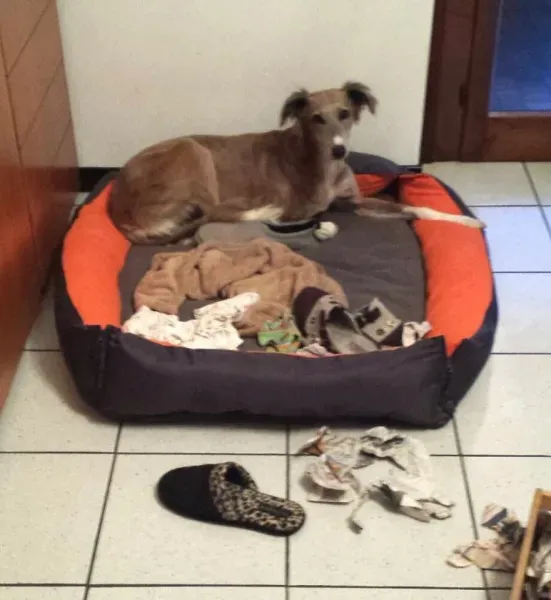 12512390 10208781035873574 2488050606819758804 n