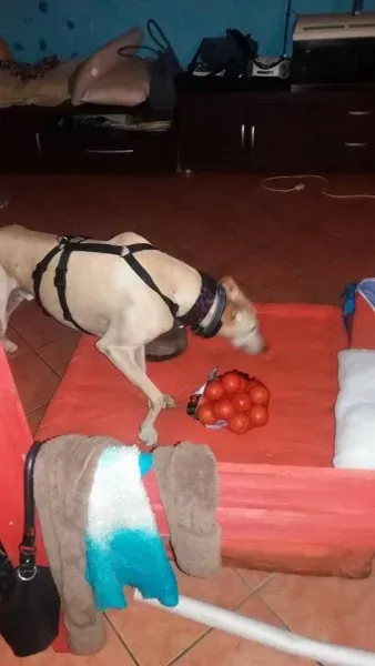 12516438 10207456881132498 1402750590 n