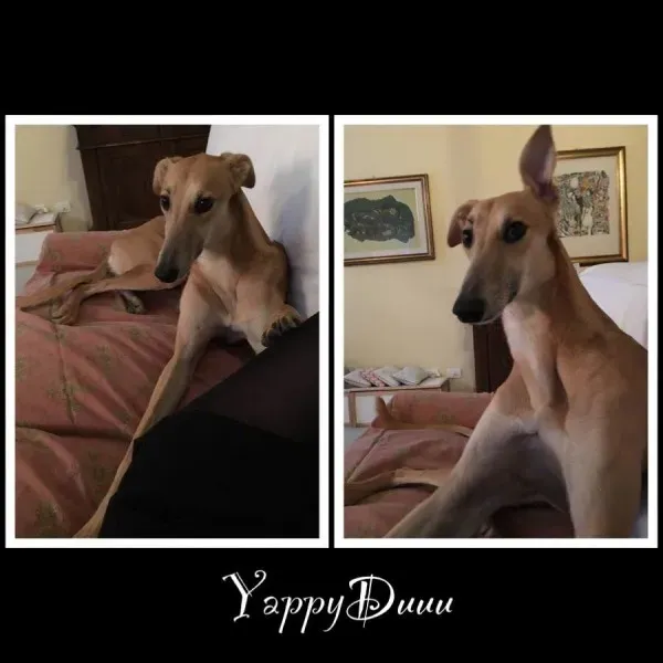 12523104 945372978879891 6392910402622988182 n