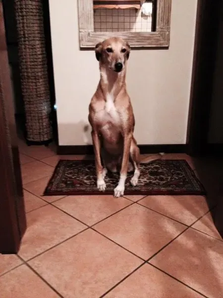 12523876 575319529305763 6183424970037312406 n