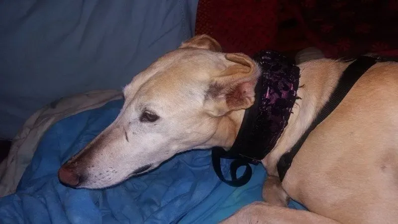 12527861 10207456891092747 1906308524 n