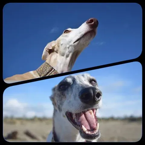 12573854 955289951221527 2388318185990930398 n